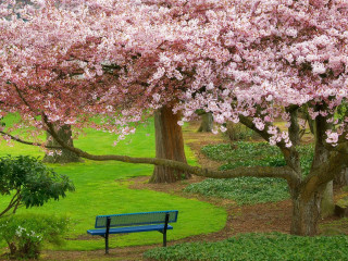 Blue bench pink blossoms garden - green grass and trees free wallpaper