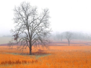 Lone tree yellow grass fog - digital photography free wallpaper