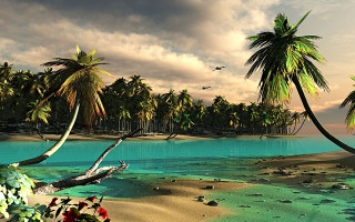 Tropical island palm trees bird - a tropical island free wallpaper