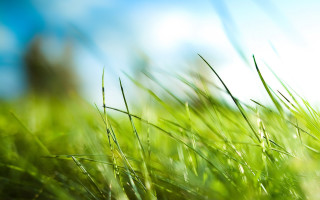 Grass field blue sky blurry - environmental art free wallpaper