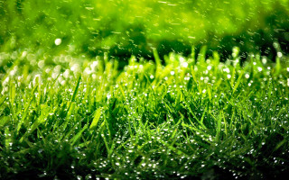 Grass water droplets closeup green 2 - a close up of grass free wallpaper