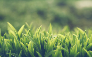 Green grass close up blurry - a green grass field free wallpaper for desktop