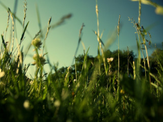 Grassy field sky flowers close - a few flower free wallpaper
