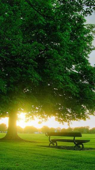 Park bench large tree sunset - david brewster free wallpaper for mobile