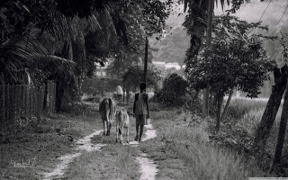 Man walking dogs dirt road - two dog free wallpaper for desktop