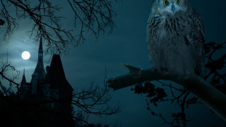 Owl tree castle night moon - a large owl free wallpaper