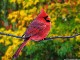 Red bird branch green yellow - vibrant free wallpaper for desktop
