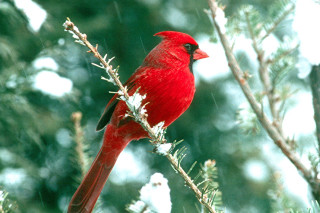 Red bird perched branch tree 2 - a red bird free wallpaper for desktop
