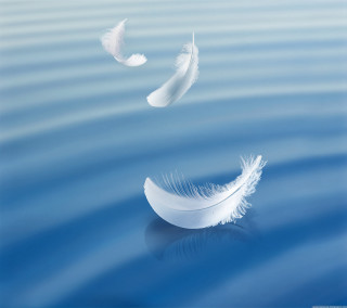 White feather floating water bird - water next free wallpaper