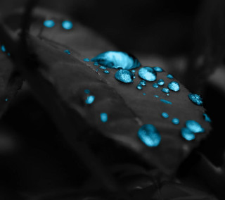 Leaf blue water droplets surface - surface free wallpaper for tablet