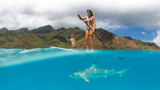 Woman bikini paddleboat shark ocean - sharp free wallpaper