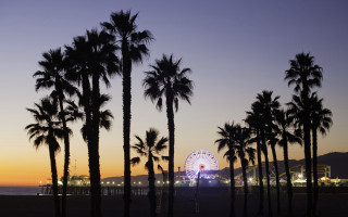 Ferris wheel palm trees dusk 2 - a ferris free wallpaper