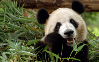 Panda bear sitting grass smiling - a panda bear free wallpaper