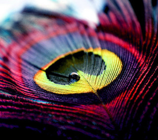 Colorful bird feathers closeup black - macro photography free wallpaper for tablet