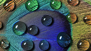 Peacock feathers water drops rainbow - a black circle free wallpaper