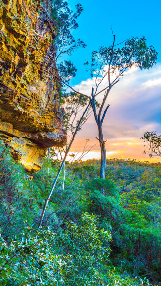 Tree forest cliff sunset colorful - dawn free wallpaper