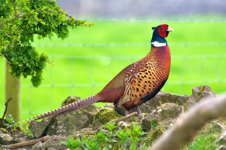Pheasant rock field grass fence - animal photography free wallpaper
