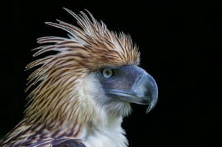 Bird closeup blackbackground stripedhead eye - a close up of a bird free wallpaper