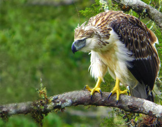 Bird perched branch mossy forest - a green forest free wallpaper