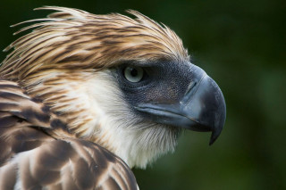 Bird of prey closeup nature - prey free wallpaper for desktop