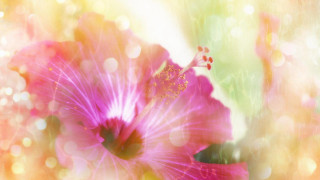Pink flower blurry background bokeh - cindy wright free wallpaper