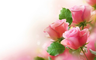 Pink roses green leaves white 4 - pink rose free wallpaper for desktop