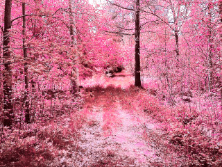 Pink woods dirt road cherry - a pink sky in the background free wallpaper