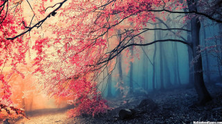Foggy forest autumn leaves matte - red leaf free wallpaper for desktop
