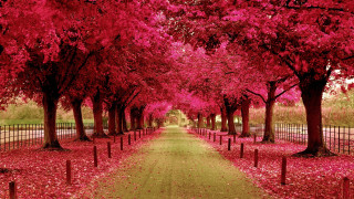 Pathway trees red leaves fence - vibrant color free wallpaper