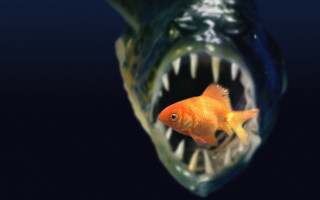 Goldfish mouth open teeth wide - its mouth open free wallpaper
