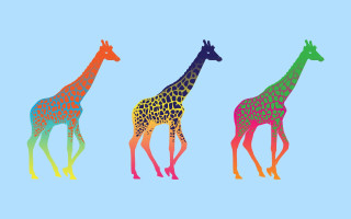 Three giraffes standing blue background - fauvism free wallpaper