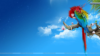 Colorful parrot branch tree blue - a colorful parrot free wallpaper