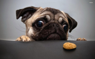 Pug dog looking table cookie - a cookie free wallpaper