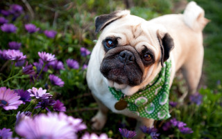 Pug purple flower green bandana - a pug dog free wallpaper