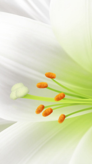Close up white flower orange - anne geddes free wallpaper