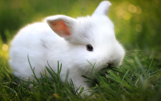White rabbit sitting grass eyes - a white rabbit free wallpaper