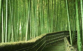 Bamboo forest path stairs person - a bamboo forest free wallpaper