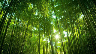 Bamboo forest sunlight green leaves - asai chū free wallpaper