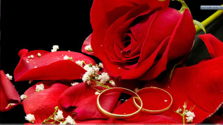 Wedding rings red rose bouquet - free hearts wallpaper