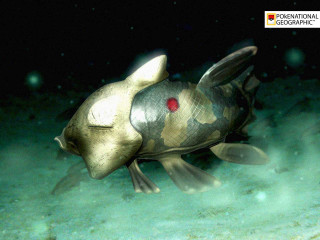 Camouflage fish night swimming water - lostfish free wallpaper for desktop