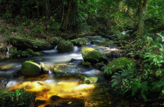 Stream lush forest trees rocks - a stream free wallpaper