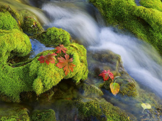 Stream lush forest leaves moss - a lush green forest free wallpaper