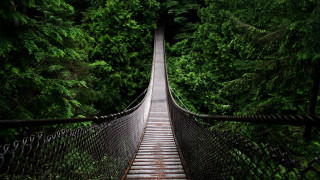 Suspension bridge forest trees walkway 2 - a walkway free wallpaper