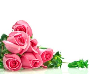 Pink roses white background green 2 - pink rose free wallpaper