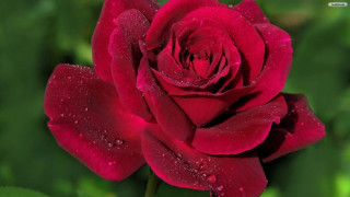 Red rose water droplets petals 5 - anne dunn free wallpaper for desktop