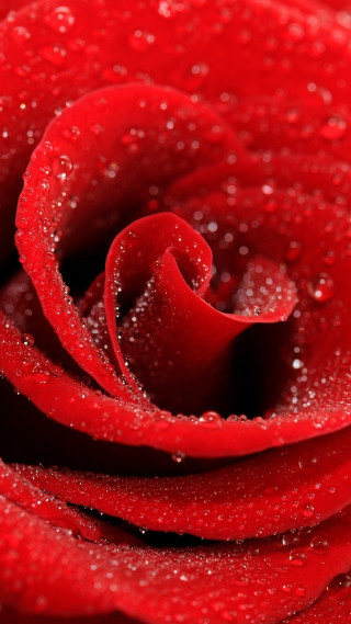 Red rose water droplets macro 72 - water droplet free wallpaper for mobile