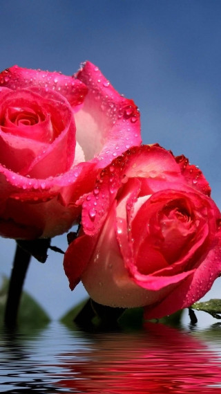 Pink roses water droplets pond - ammi phillips free wallpaper for mobile
