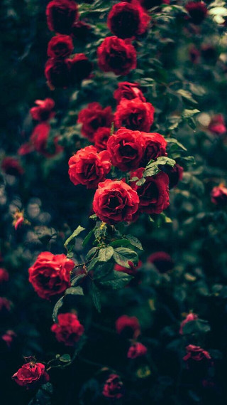 Red roses garden blurry neo - elsa bleda free wallpaper for mobile