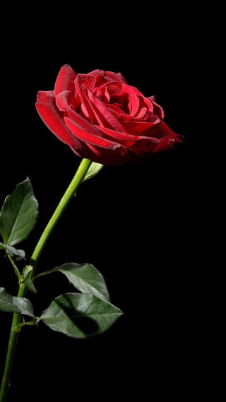 Red rose black background green - leaf free wallpaper for mobile