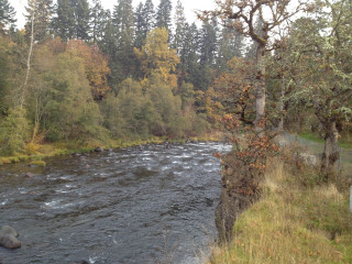 River trees bird flying forest - river free wallpaper